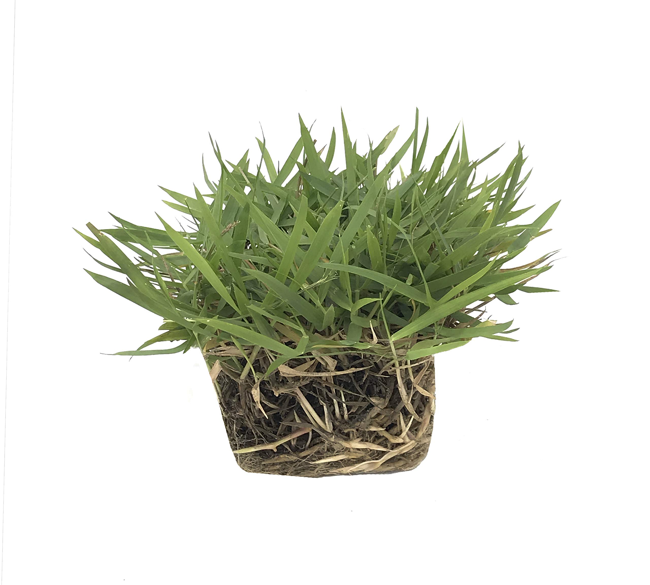 Amazon.com : Zoysia Sod Plugs - 18 Large 3